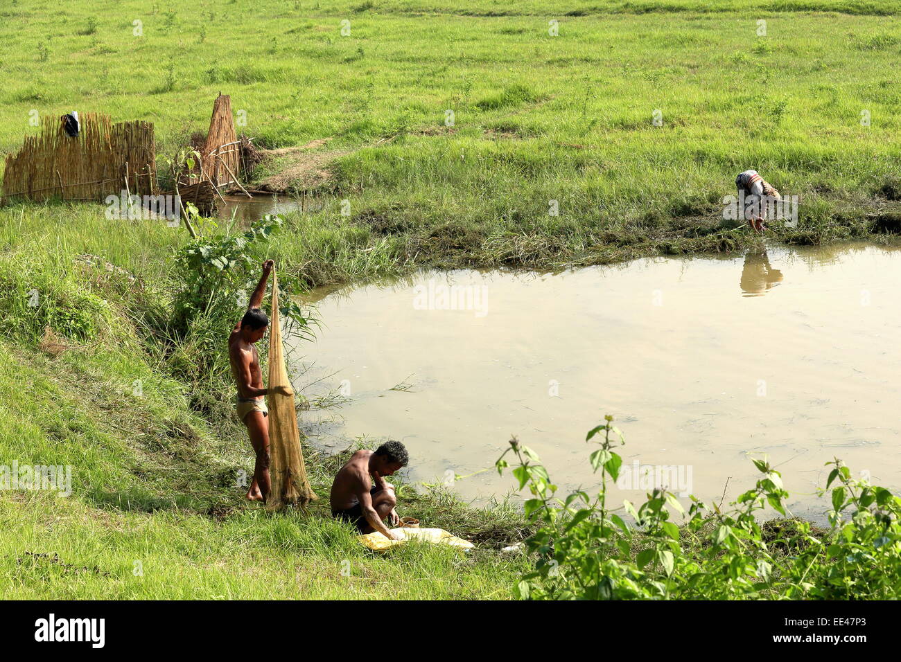 CHITWAN, NÉPAL - 14 OCTOBRE : le pêcheur local collecte un épervier pour la pêche d'un étang à côté de la rivière Terai le 14 octobre 2012. Banque D'Images