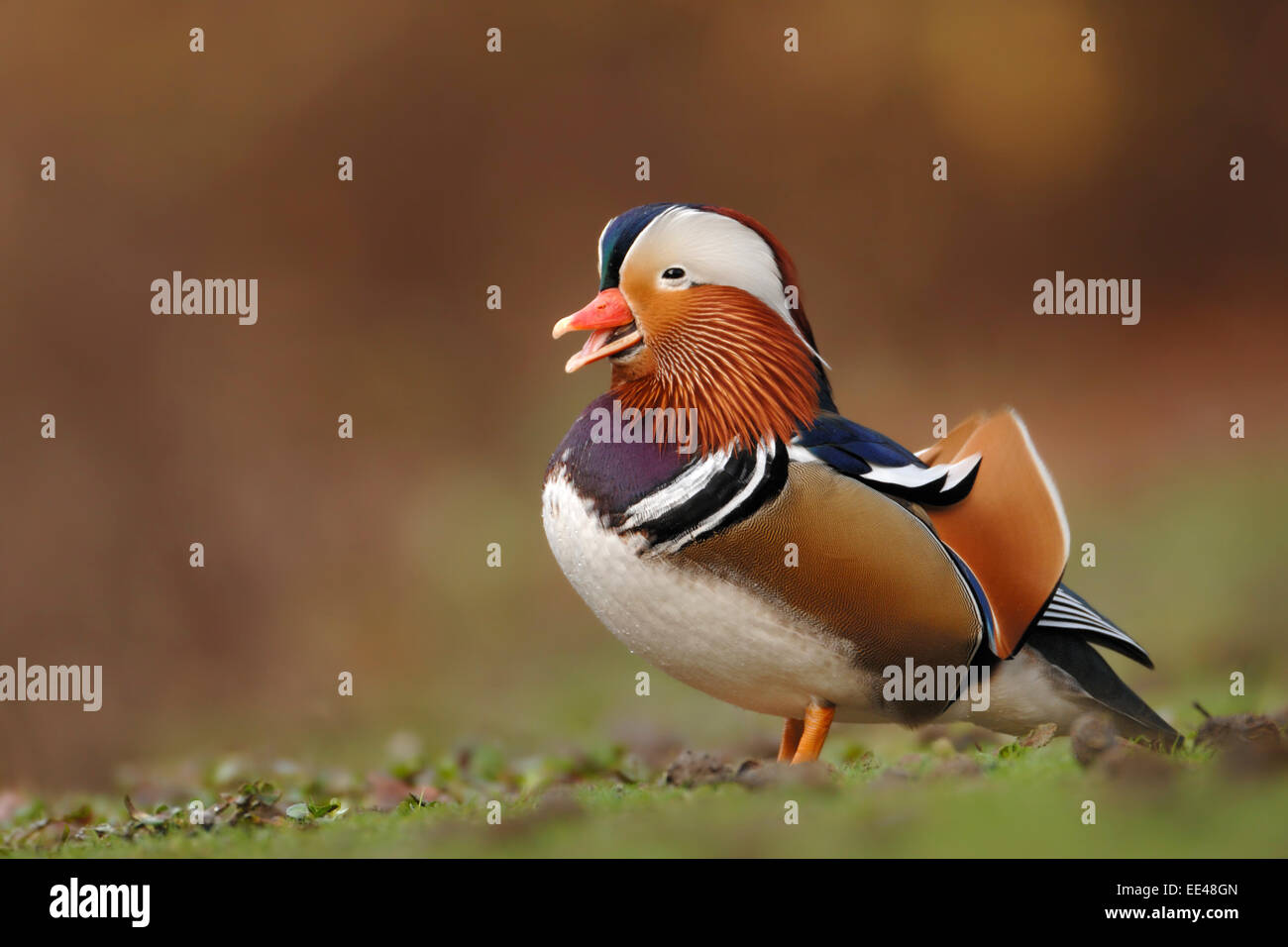 Canard mandarin (Aix galericulata) [] Banque D'Images