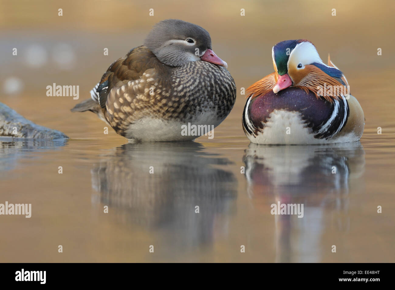Canard Mandarin Aix galericulata, paire, mandarinente pärchen, Banque D'Images