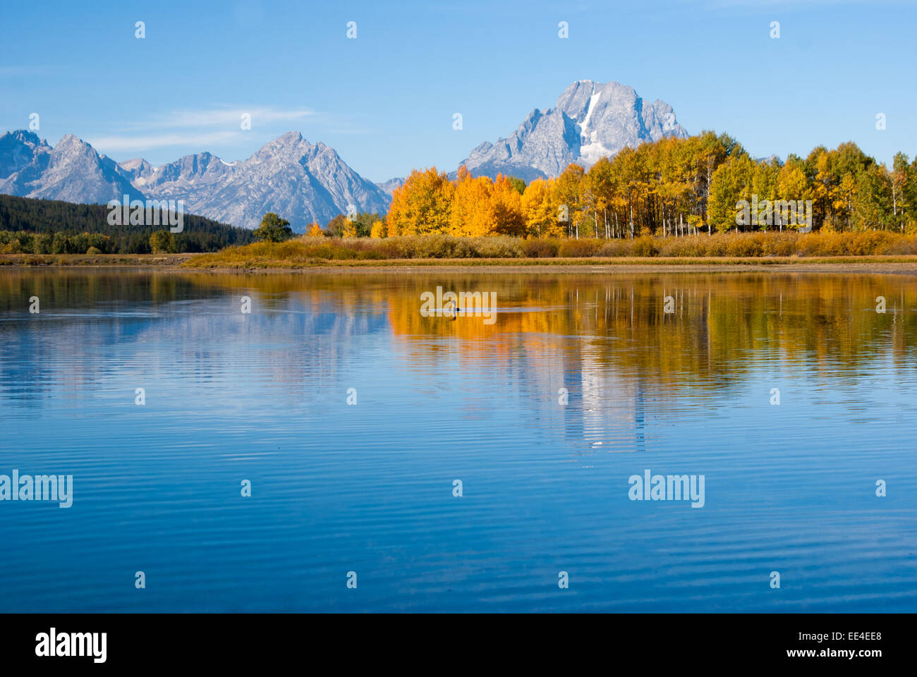 Reflets d'automne sur le lac Grand Tetons Banque D'Images