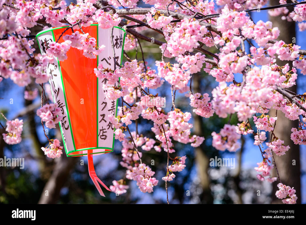 Tokyo, Japon le printemps au parc d'Ueno. Banque D'Images