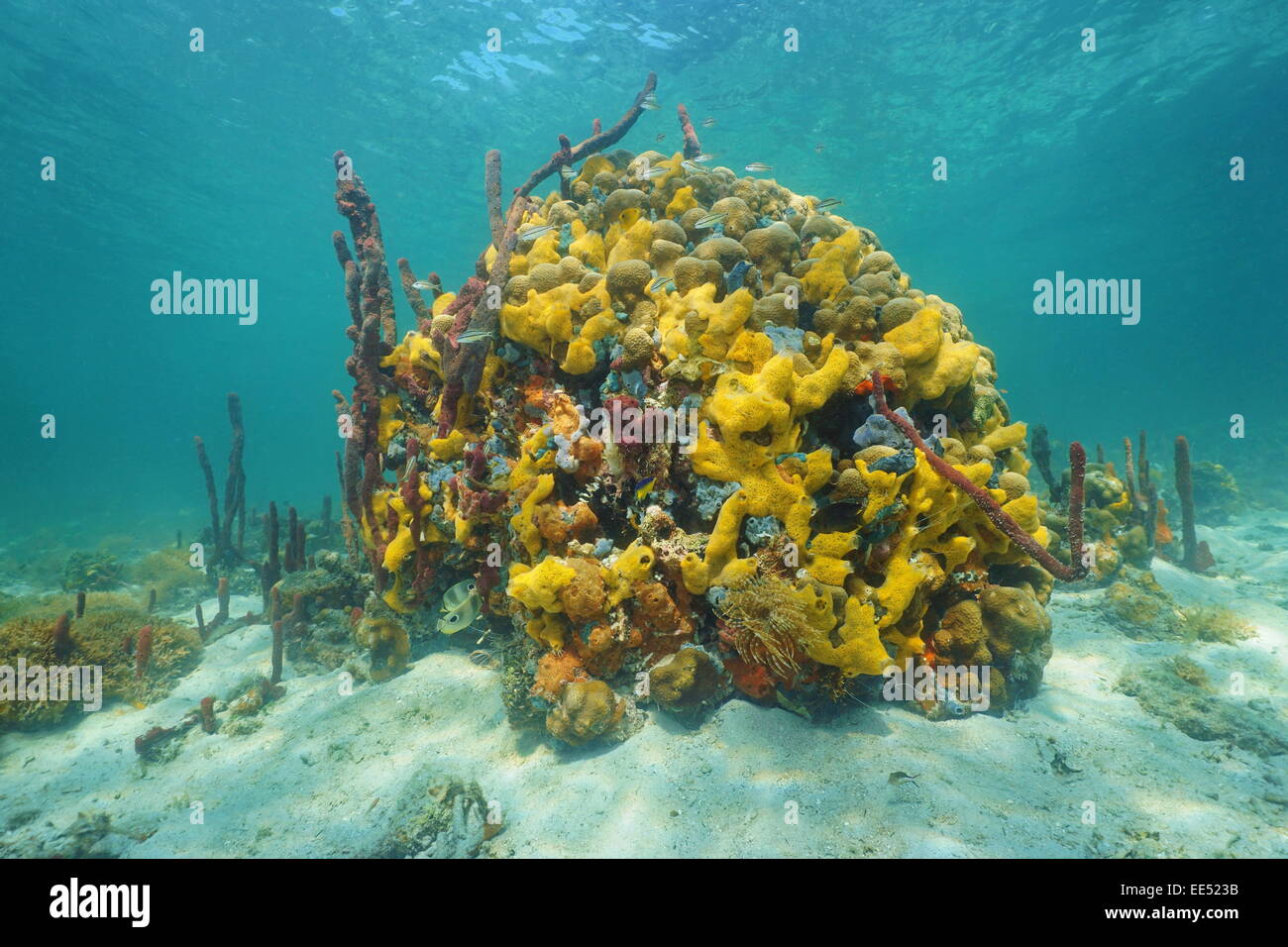 Vie marine colorée sous l'eau avec éponges de mer dans un récif de corail, des Caraïbes Banque D'Images