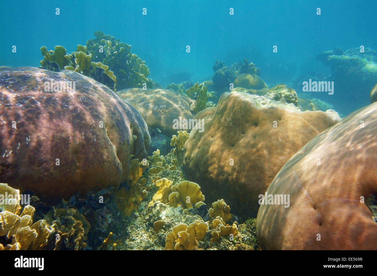 Dans un paysage sous-marin de coraux pierreux de la mer des Caraïbes Banque D'Images