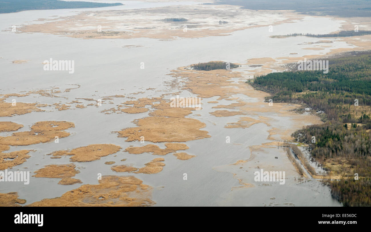 Le parc naturel du lac Engure : mosaïque de roseaux Banque D'Images