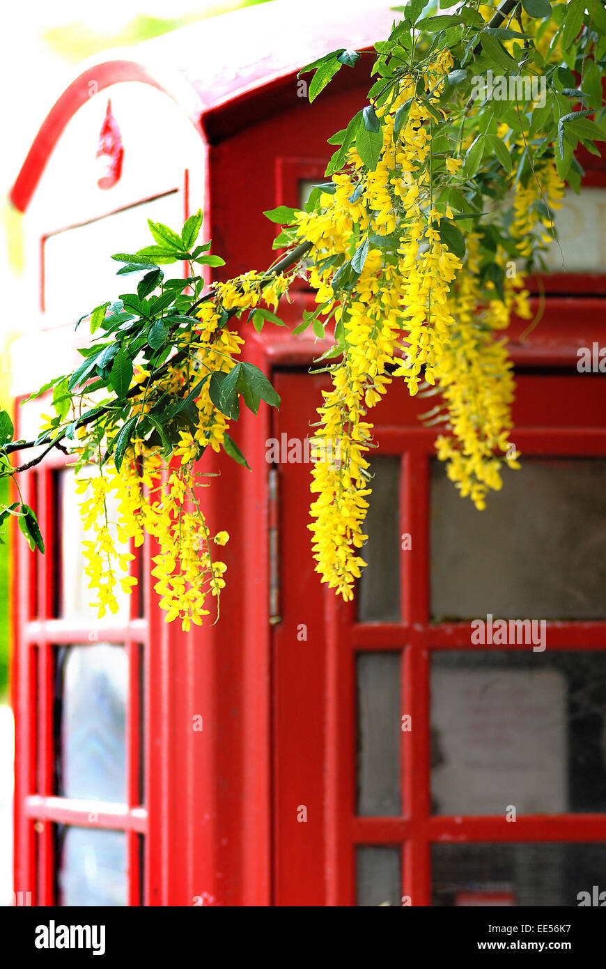 Boîte de téléphone et Laburnum, Hexham, Northumberland Banque D'Images