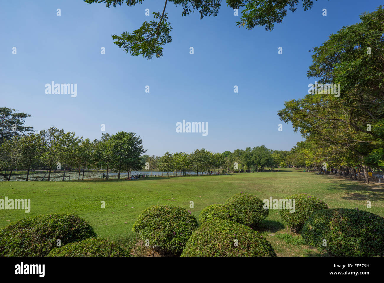 Voir de vert des arbres dans le parc de la ville Banque D'Images