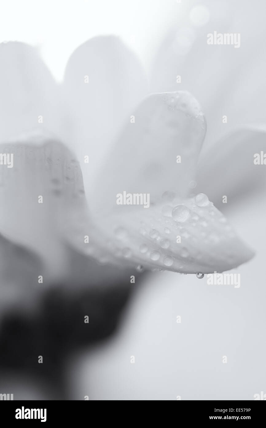 Fleur blanche avec des gouttes de pluie sur les pétales Banque D'Images