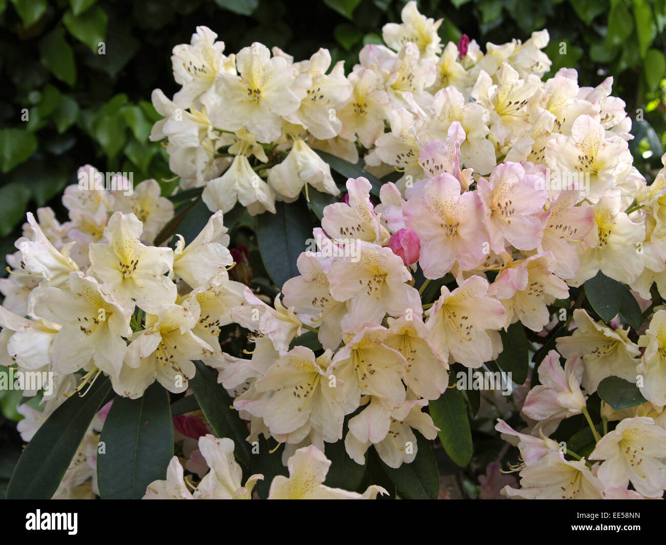 Rhododendron catawbiense Rhododendron,, Détail, Blueten, Rosa, Natur, Botanik, Flore, Pflanze, bluehen Giftpflanze giftig,,, Hei Banque D'Images