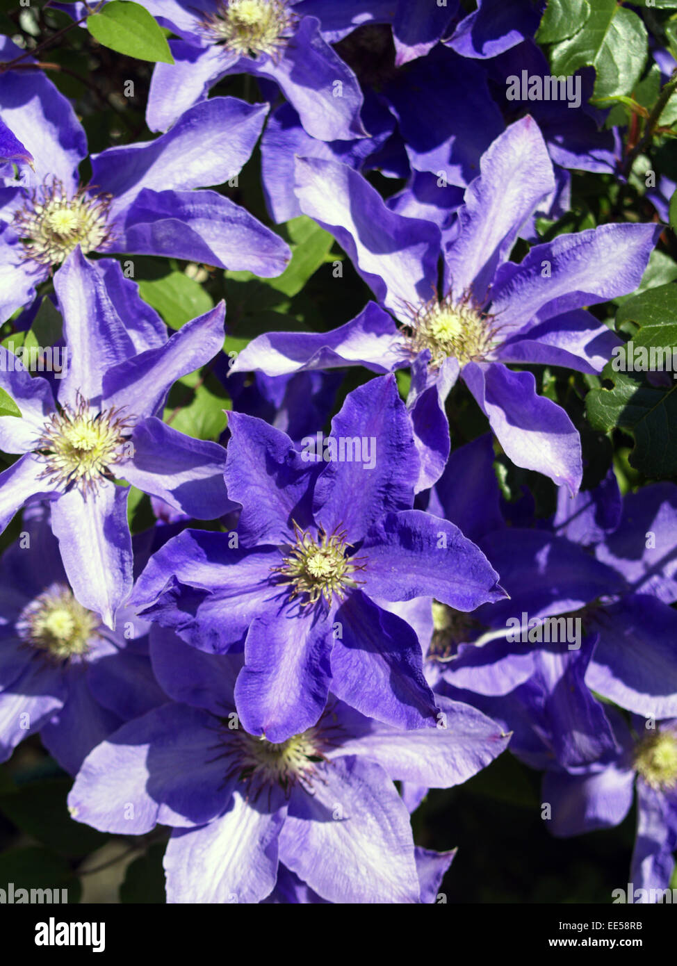 Kletterpflanze Clematis Blueten Violett Natur Vegetation Botanik Pflanzenwelt Pflanze Blume Bluehen Lila Waldrebe H Photo Stock Alamy