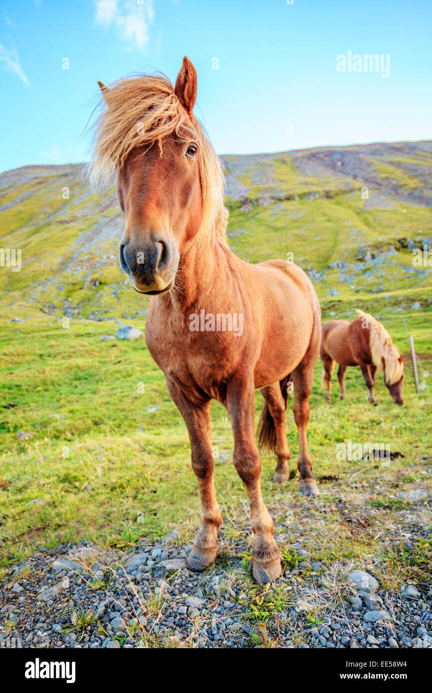 Poney islandais dans une ferme à l'Islande Banque D'Images