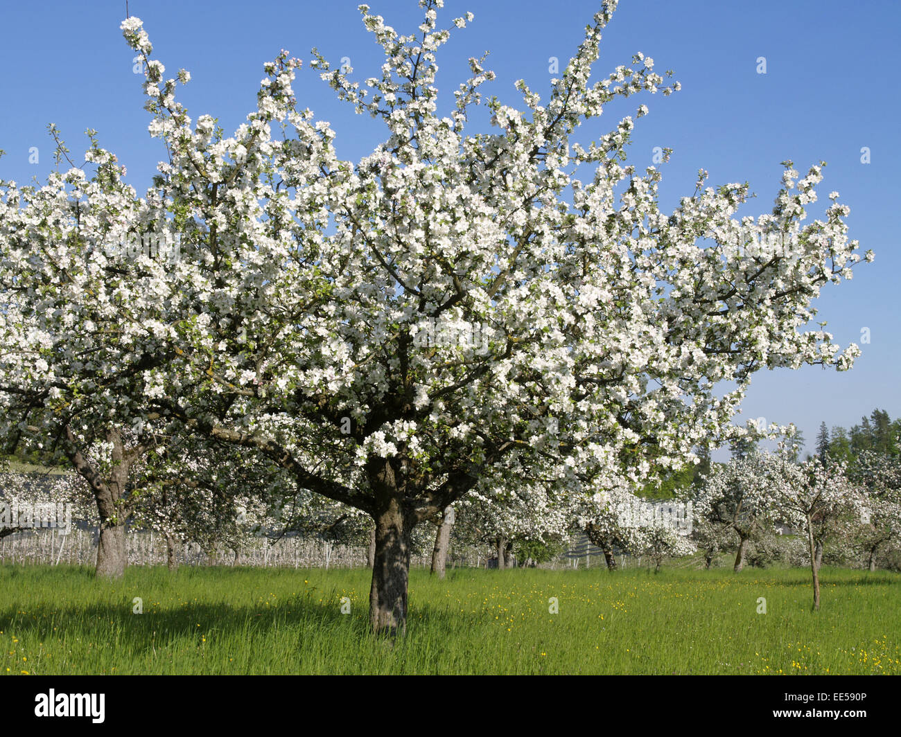 Deutschland, Bodensee, Europa, Sehenswuerdigkeit, Tourismus, Bluete, Bluetezeit, Blueten, Bodenseekreis, Fruehjahr, Fruehling, J Banque D'Images