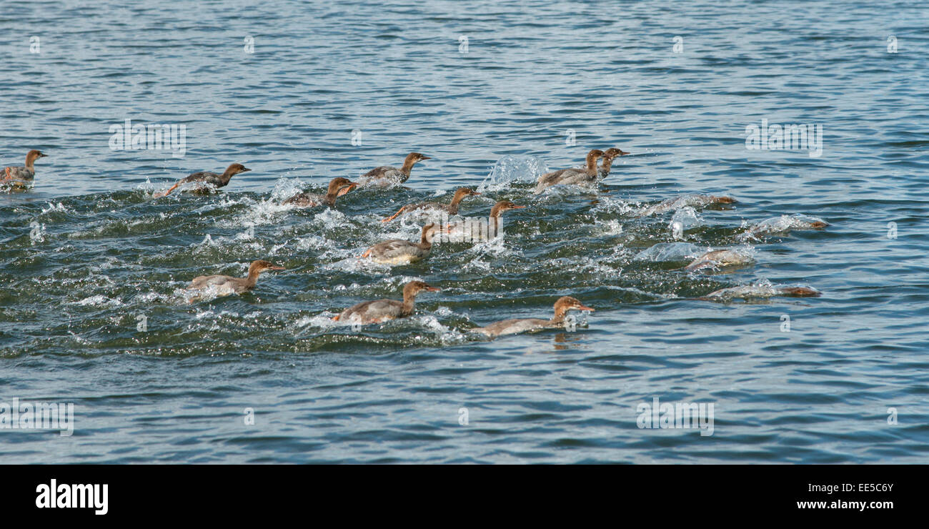 Troupeau de canards dans un lac, le lac des Bois, Ontario, Canada Banque D'Images