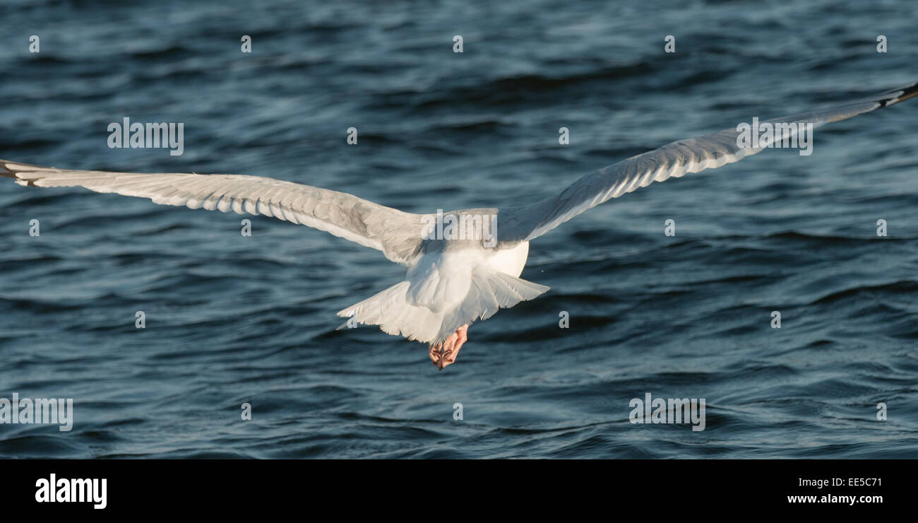 Mouette survolant un lac, Kenora, lac des Bois, Ontario, Canada Banque D'Images