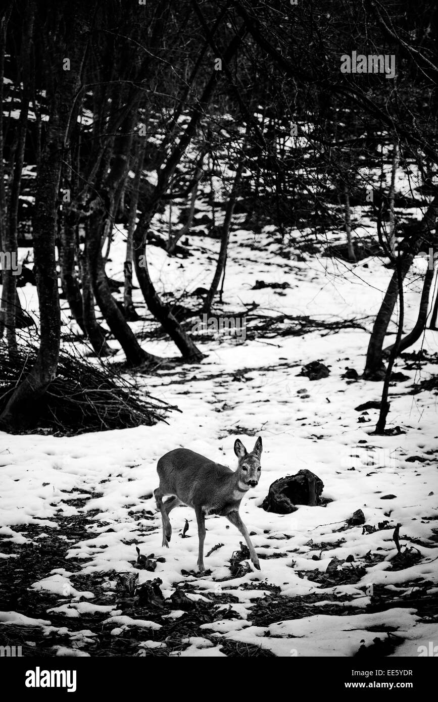 Les chevreuils s'exécutant sur la neige dans une forêt Banque D'Images