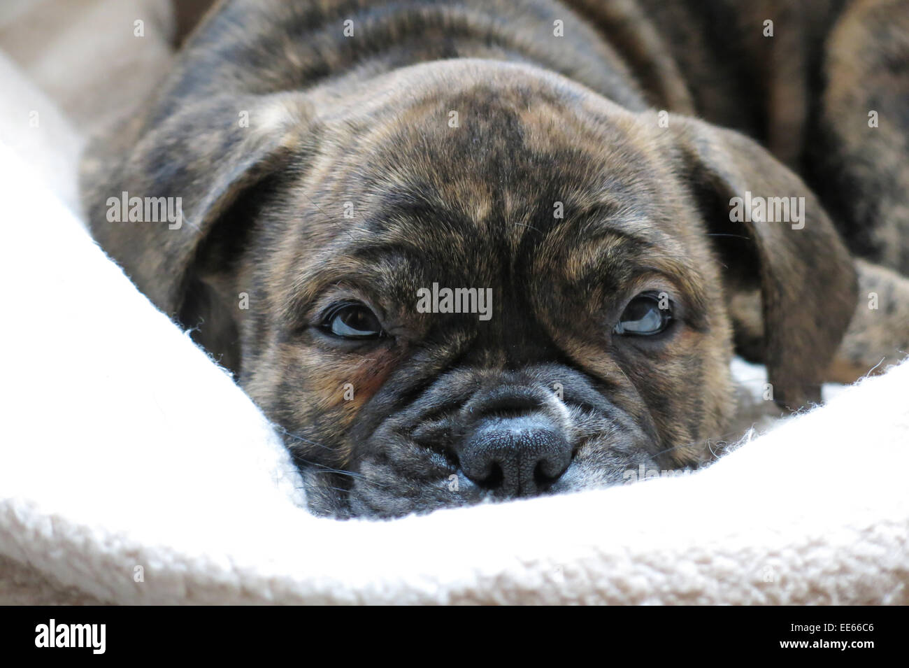 Une vieille de quinze semaines chiot Bulldog. Banque D'Images