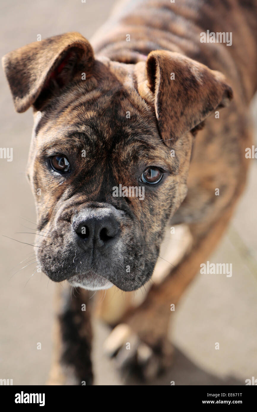 Chiot yeux triste Banque D'Images