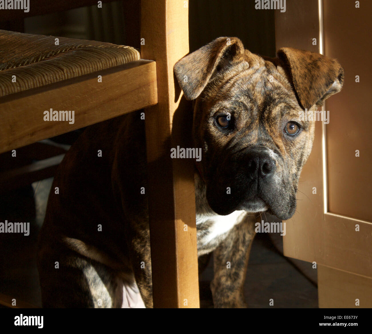 Un Bulldog-Cross chiot curieux. Banque D'Images