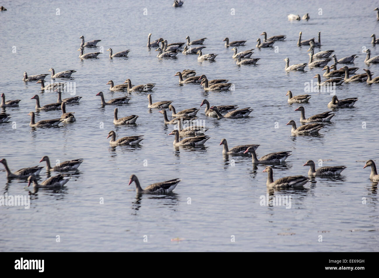Sivasagar, Assam, Inde. 14 janvier, 2015. Bar migrateurs oies à tête de palette sur le plus grand plan d'eau par l'homme, l'Joysagar dans le réservoir Sivasagar district de nord-est de l'état de l'Assam, le 14 janvier 2015. Le bar à tête rousse, qui se reproduit dans l'Asie centrale en colonies de milliers près de lacs de montagne, sur l'himalaya migre pour passer l'hiver dans certaines parties de l'Asie du Sud et est l'un des plus élevés du monde flying birds. Credit : Luit Chaliha/ZUMA/ZUMAPRESS.com/Alamy fil Live News Banque D'Images
