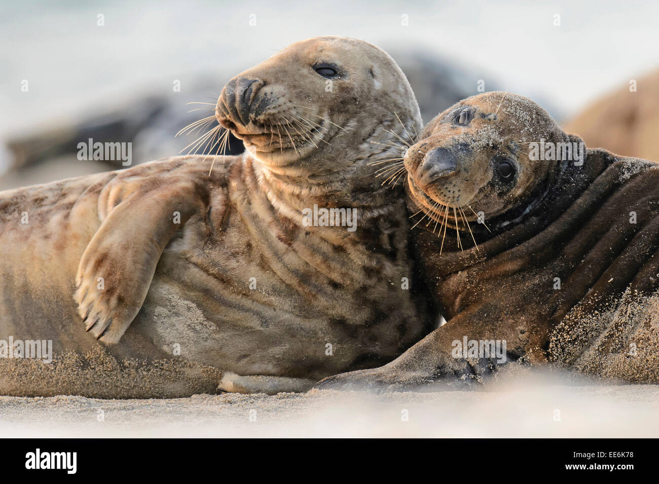 [Du Phoque gris Halichoerus grypus], Kegelrobben, Allemagne Banque D'Images