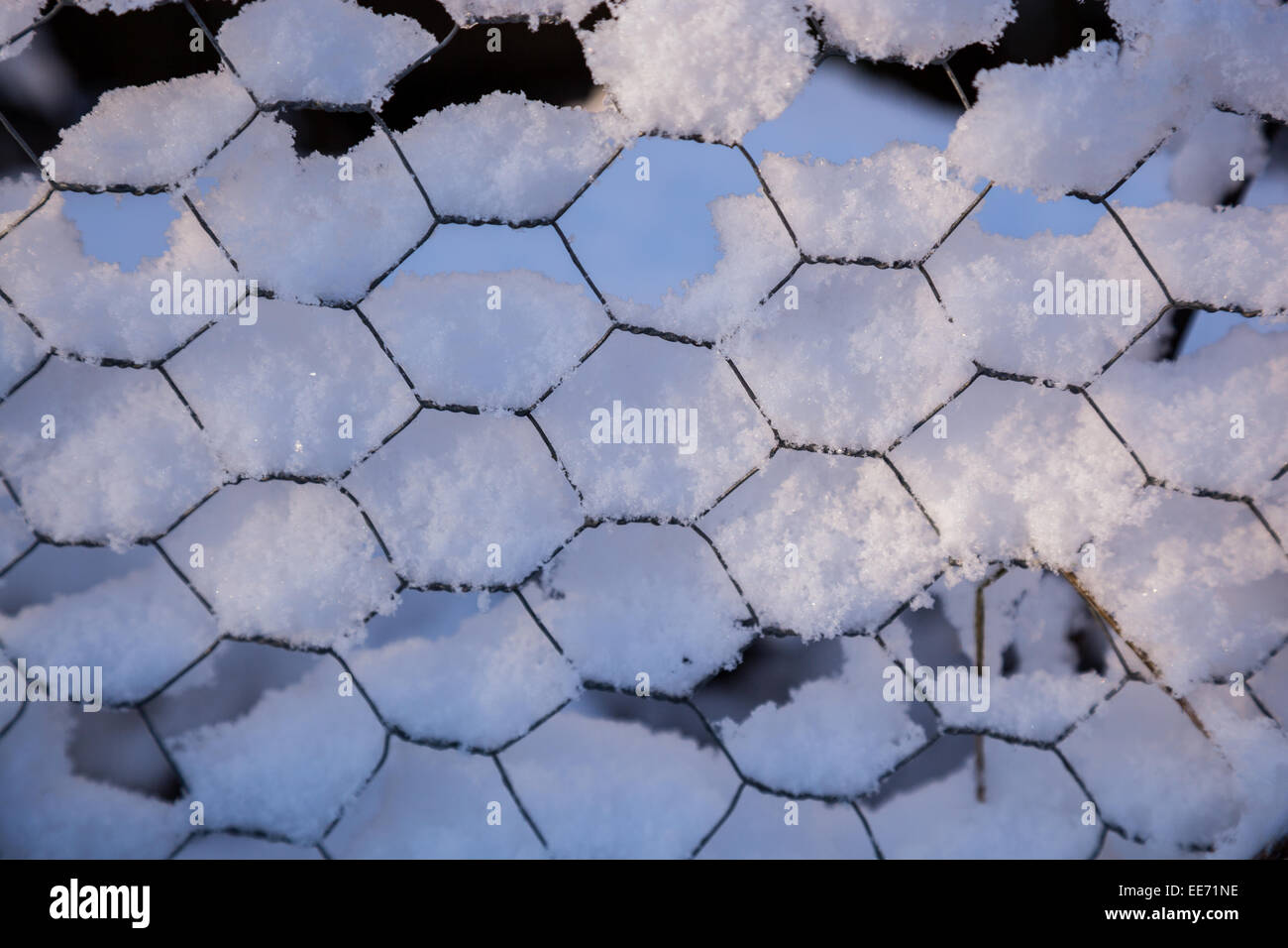 Pris dans la neige en fil de poulet Banque D'Images