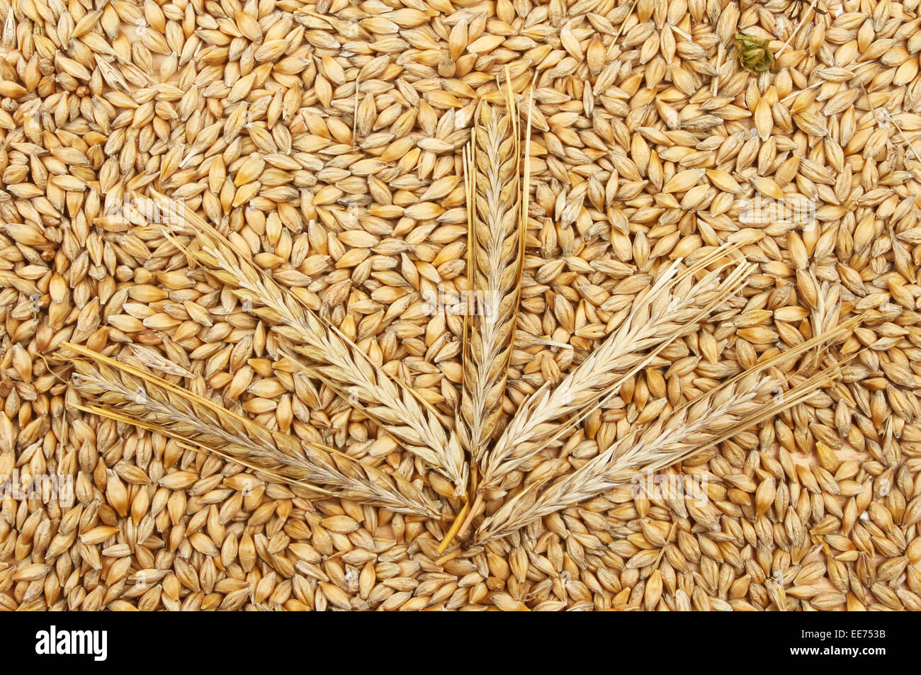 Les épis de blé sur un lit de grains de blé Banque D'Images