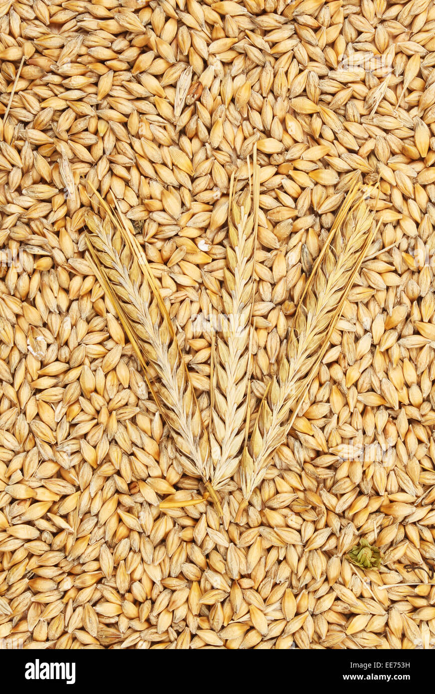 Les épis de blé sur un lit de grains de blé Banque D'Images