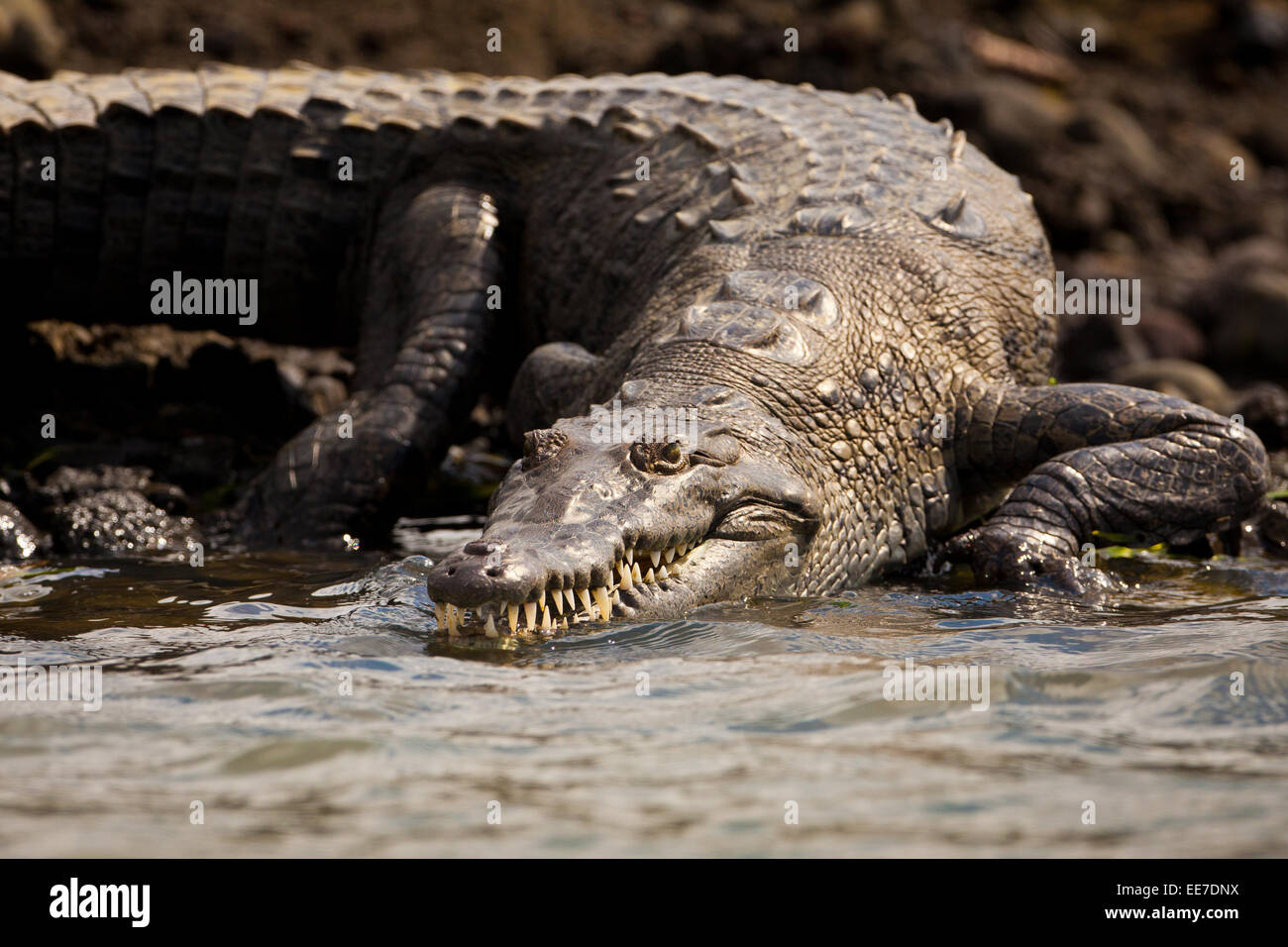 Crocodile, Crocodylus acutus, au bord du lac de Gatun, Lago, République du Panama. Banque D'Images