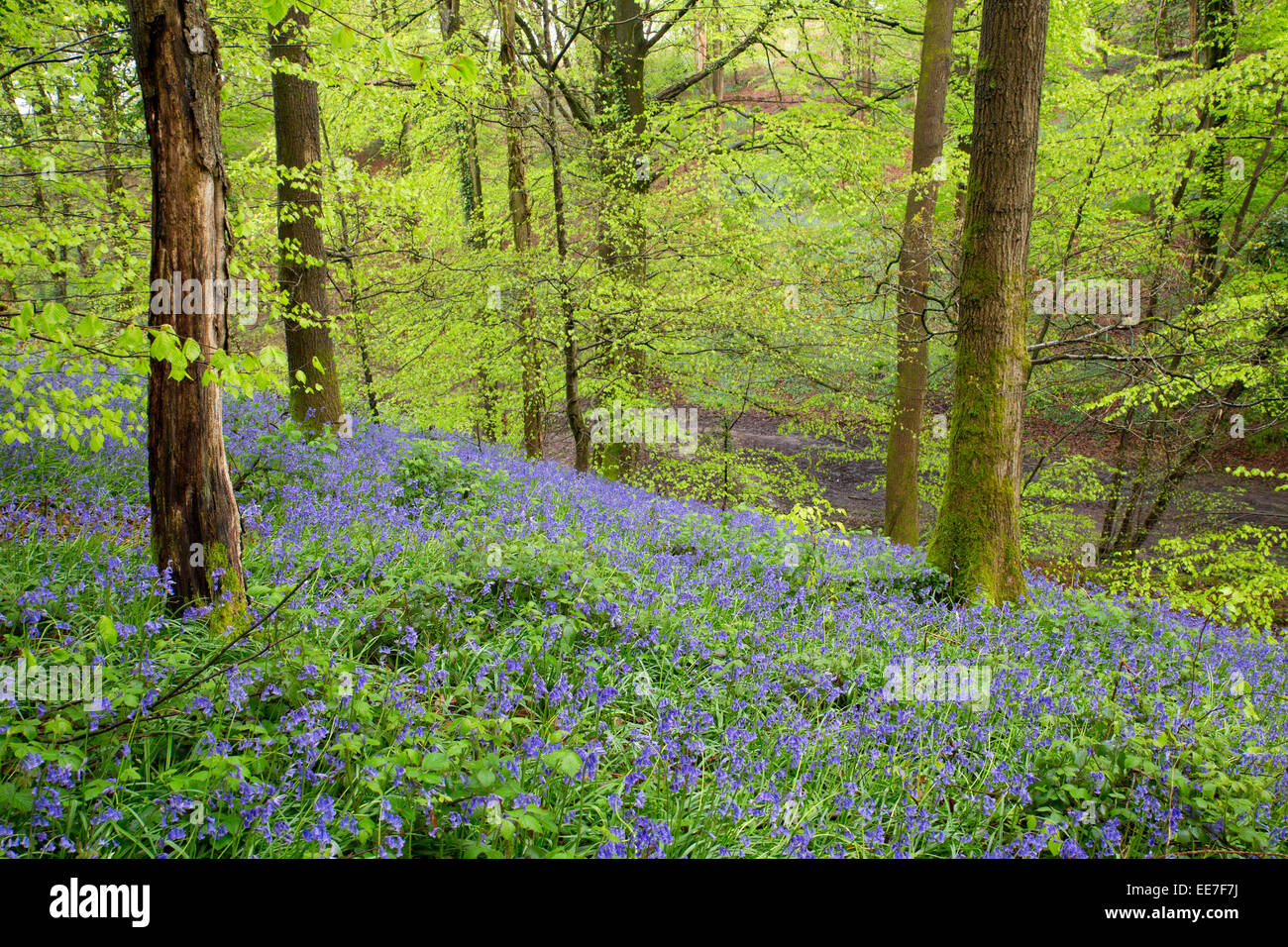 Dix acres de bois ; forêt de Dean ; Printemps ; UK Banque D'Images