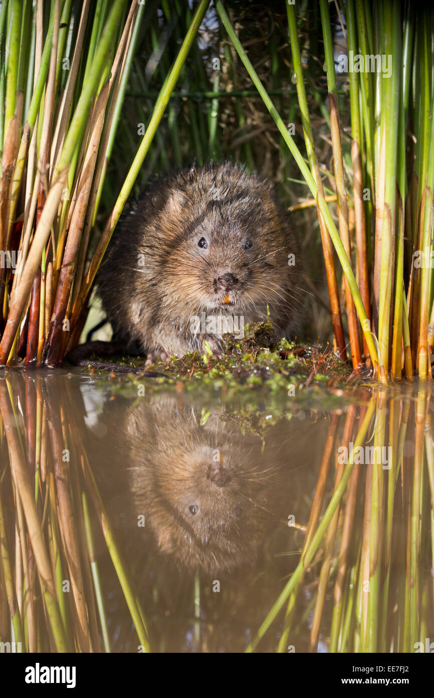 Le Campagnol de l'eau ; Arvicola terrestris ; UK Banque D'Images