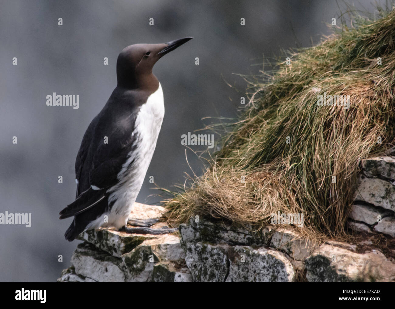 Guillemot sur falaise Banque D'Images