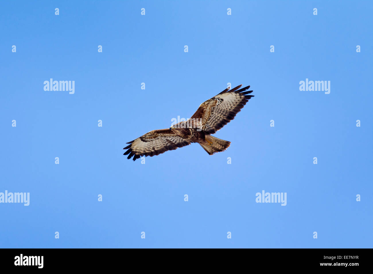 Buse variable (Buteo buteo) en vol sur fond de ciel bleu Banque D'Images