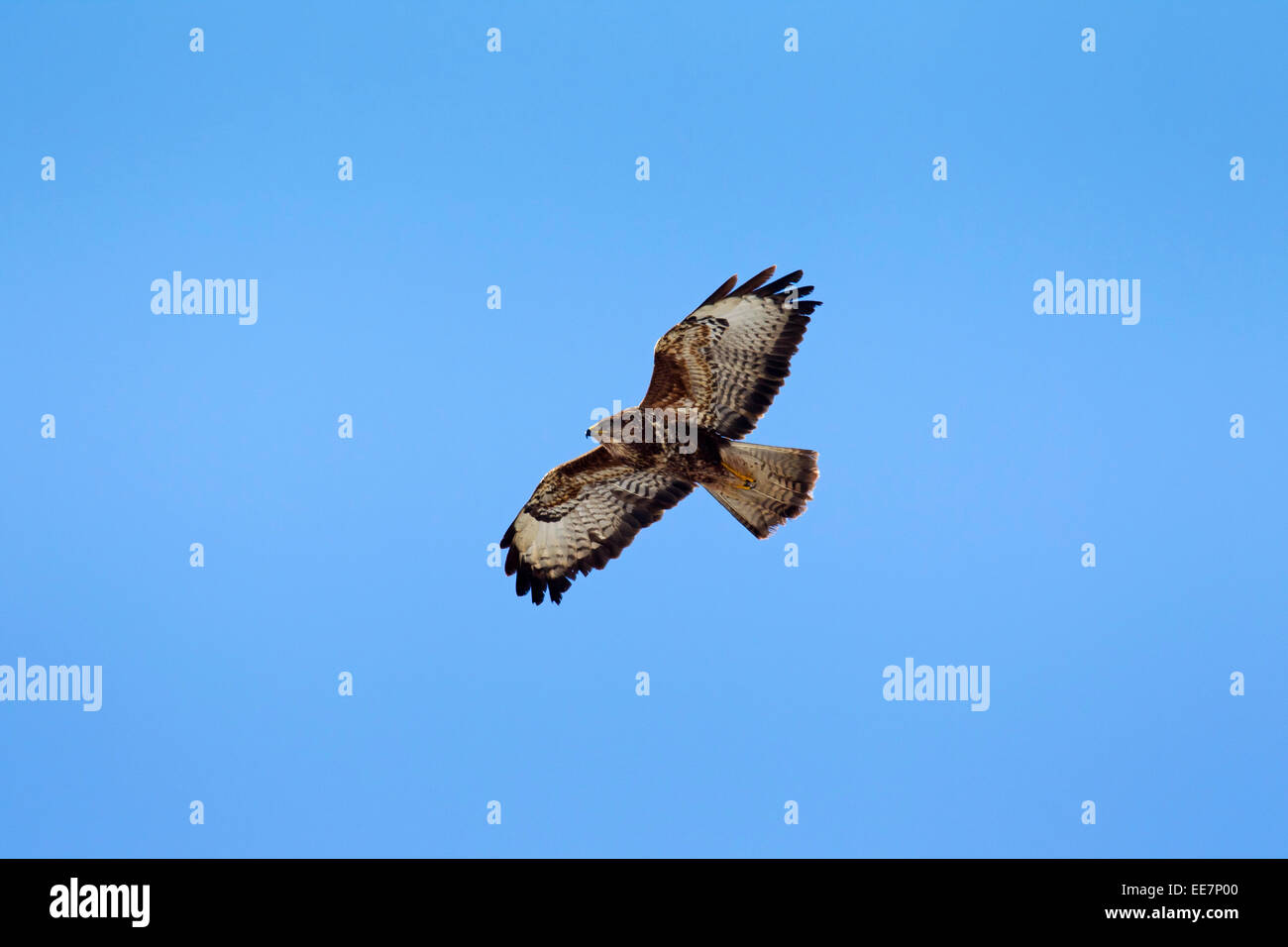 Buse variable (Buteo buteo) en vol sur fond de ciel bleu Banque D'Images