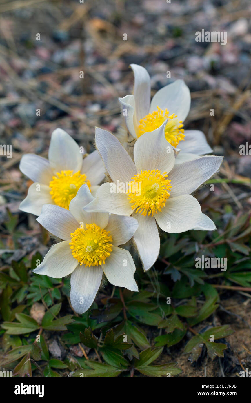 Pasqueflowers / printemps violettes de l'Arctique / Dame des Neiges / printemps des anémones (Pulsatilla vernalis) en fleurs au printemps Banque D'Images