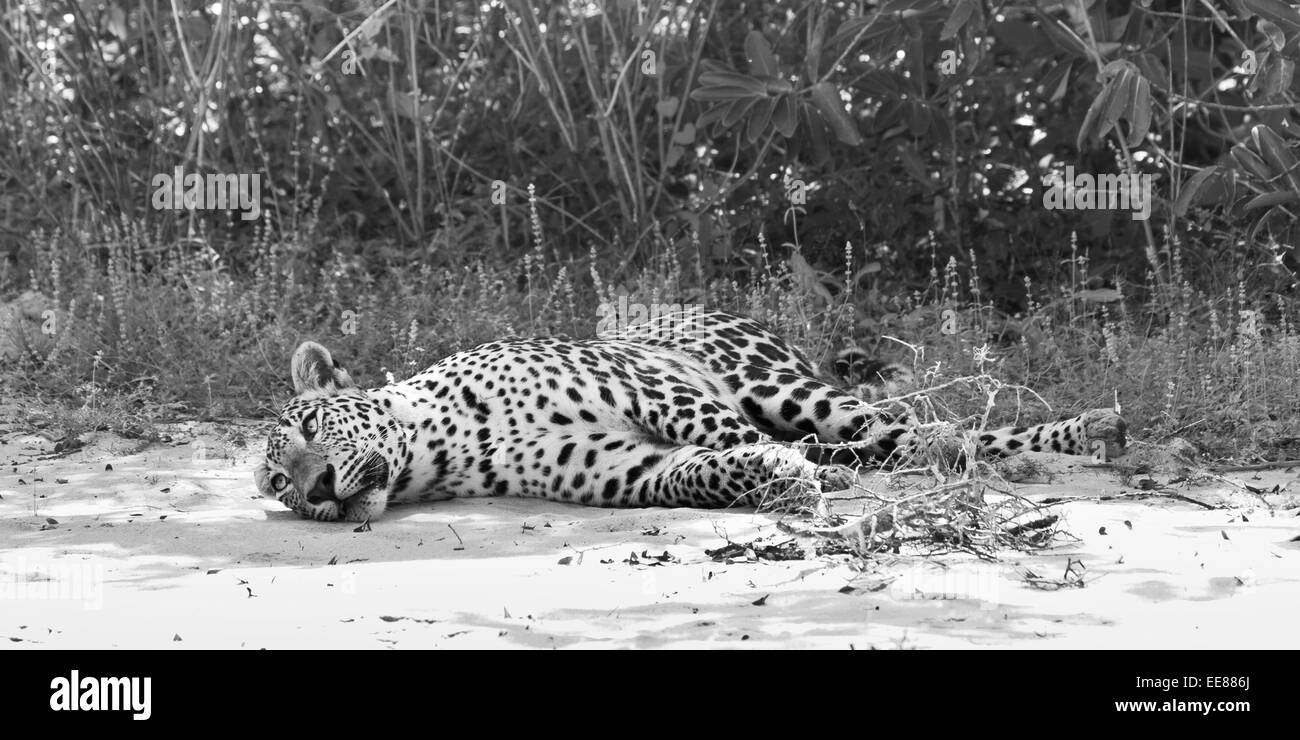 Leopard Sri-lankais à Wilpattu NP Sri Lanka Panthera pardus kotiya Banque D'Images