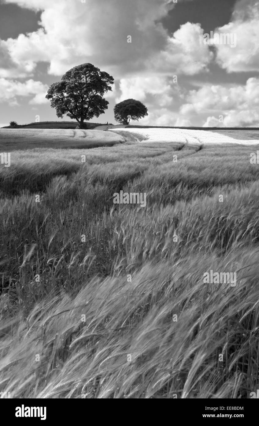 Les champs d'orge dans le Lancashire, Angleterre, Royaume-Uni Banque D'Images