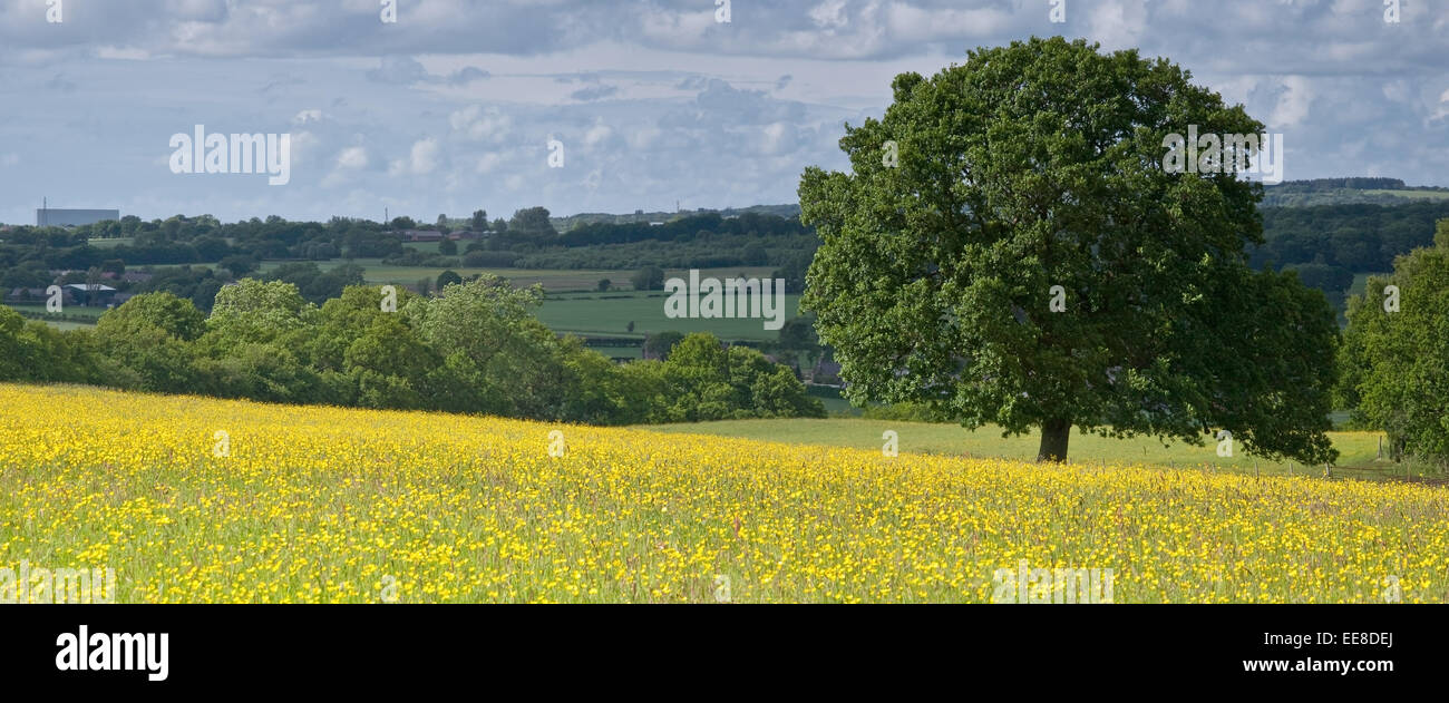Les champs d'orge dans le Lancashire, Angleterre, Royaume-Uni Banque D'Images