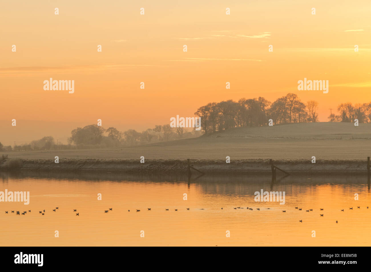 Les oiseaux sur l'eau Rivière Clyde au coucher du soleil Dunbartonshire de l'Ecosse de Clydebank Banque D'Images