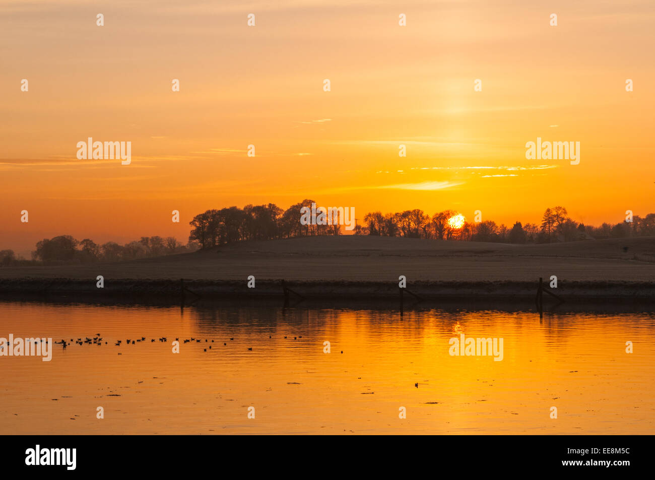 Les oiseaux sur l'eau Rivière Clyde au coucher du soleil Dunbartonshire de l'Ecosse de Clydebank Banque D'Images