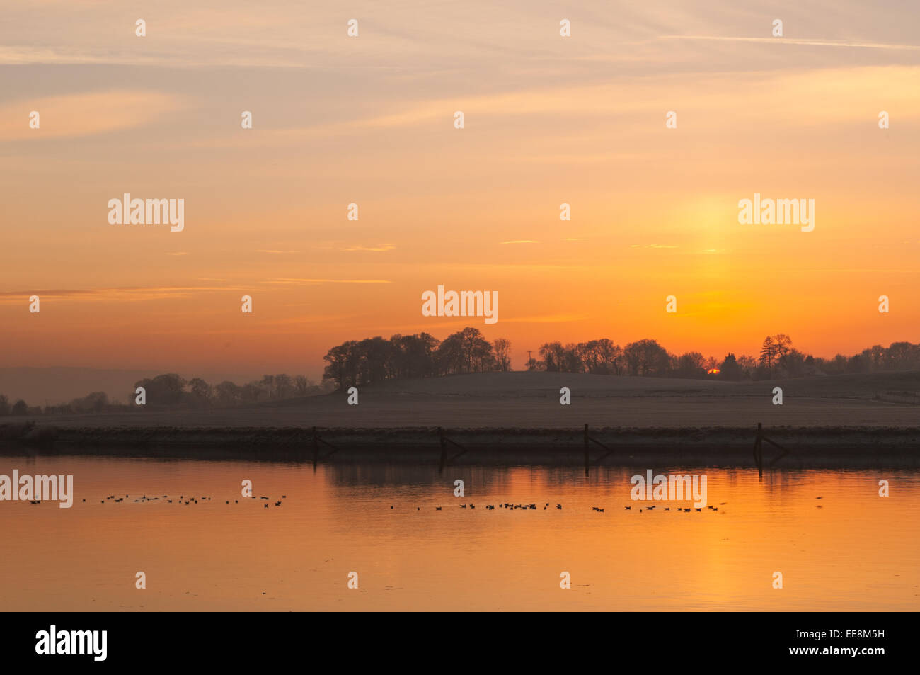 Les oiseaux sur l'eau Rivière Clyde au coucher du soleil Dunbartonshire de l'Ecosse de Clydebank Banque D'Images