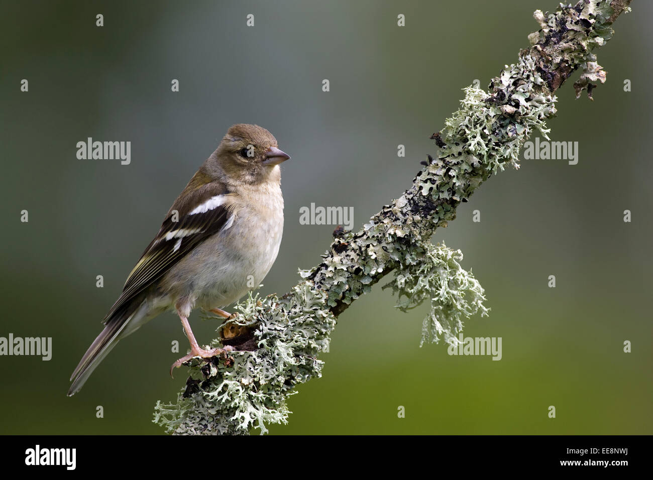 Chaffinch femelle Banque D'Images