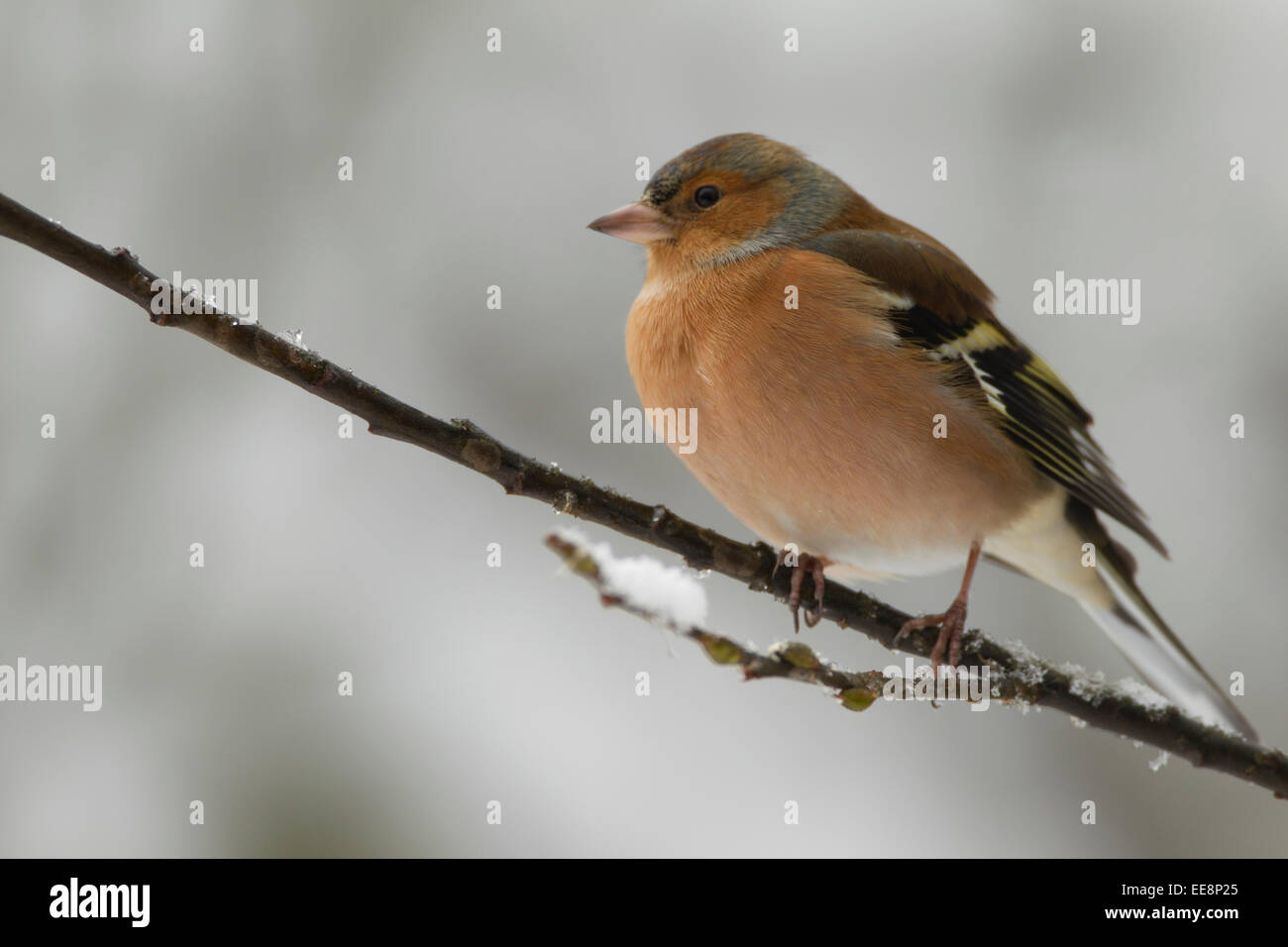 Pinson des arbres mâle Banque D'Images