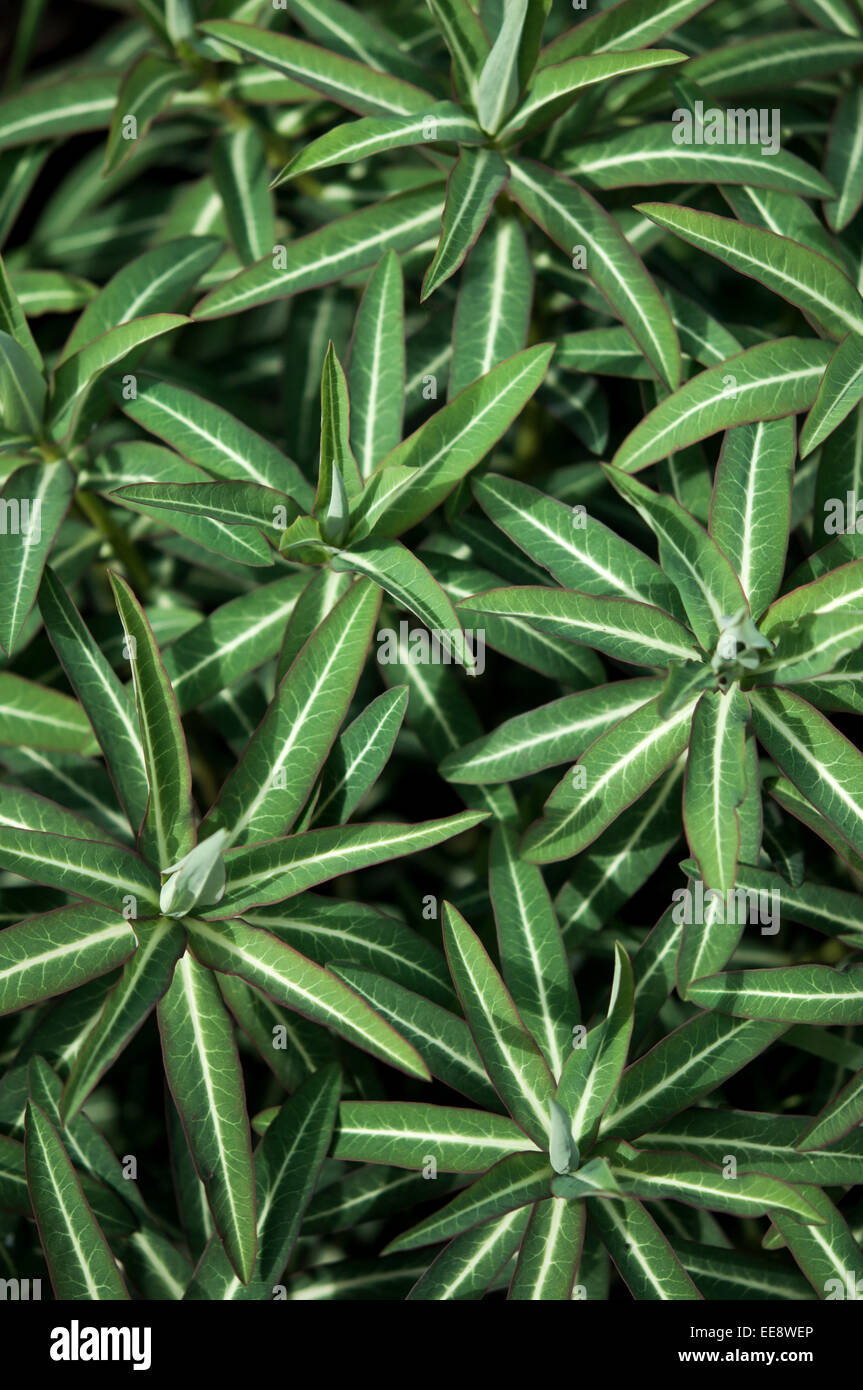 Euphorbia Schilingii feuillage en début de l'été avec des feuilles motif à rayures. Banque D'Images