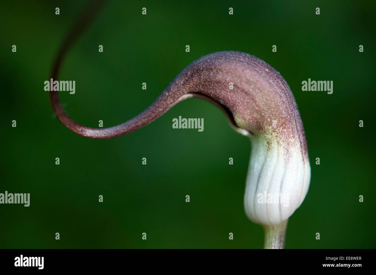 Plante de souris. Arisaema Proboscideum en gros plan, Banque D'Images