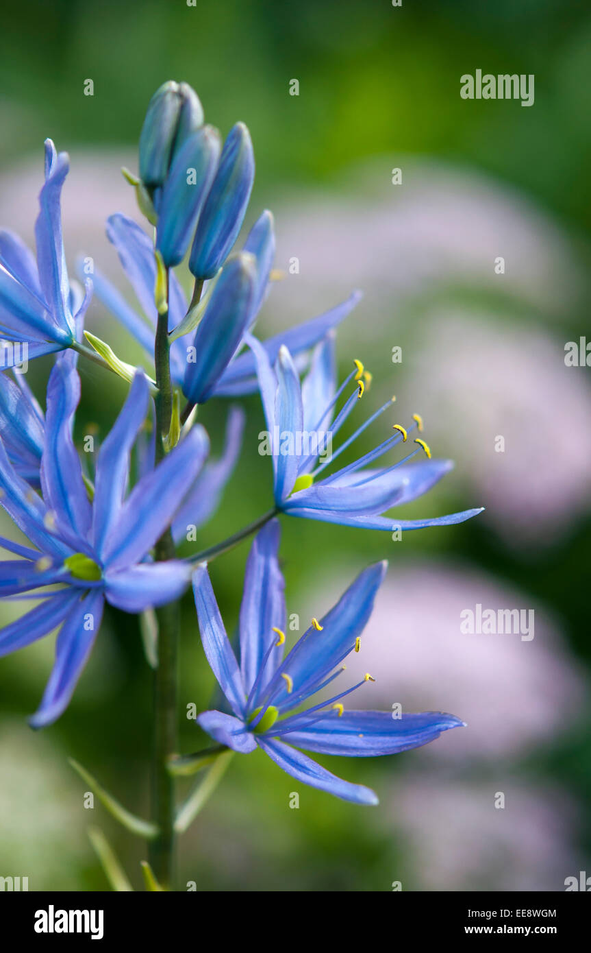 Cammassia leichtlinii (Qaumash) une floraison bleue au début de l'été plante poussant dans un jardin anglais. Banque D'Images