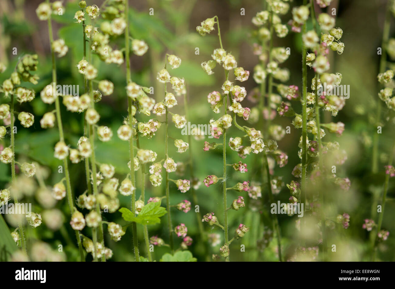 Tellima grandiflora pousse dans un jardin anglais. Banque D'Images