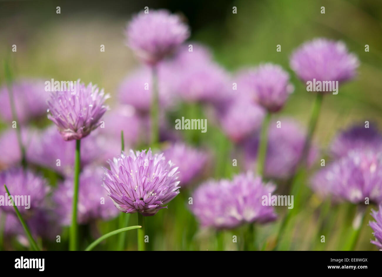 Allium schoenoprasum autrement connu comme la ciboulette. Les têtes de fleurs roses avec un arrière-plan flou. Banque D'Images