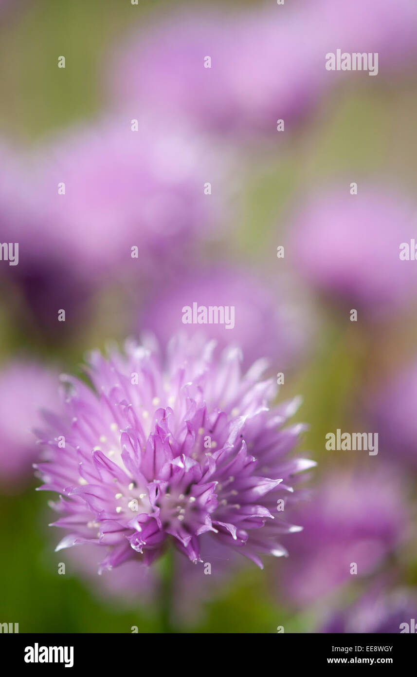 Allium schoenoprasum autrement connu comme la ciboulette. Les têtes de fleurs roses avec un arrière-plan flou. Banque D'Images