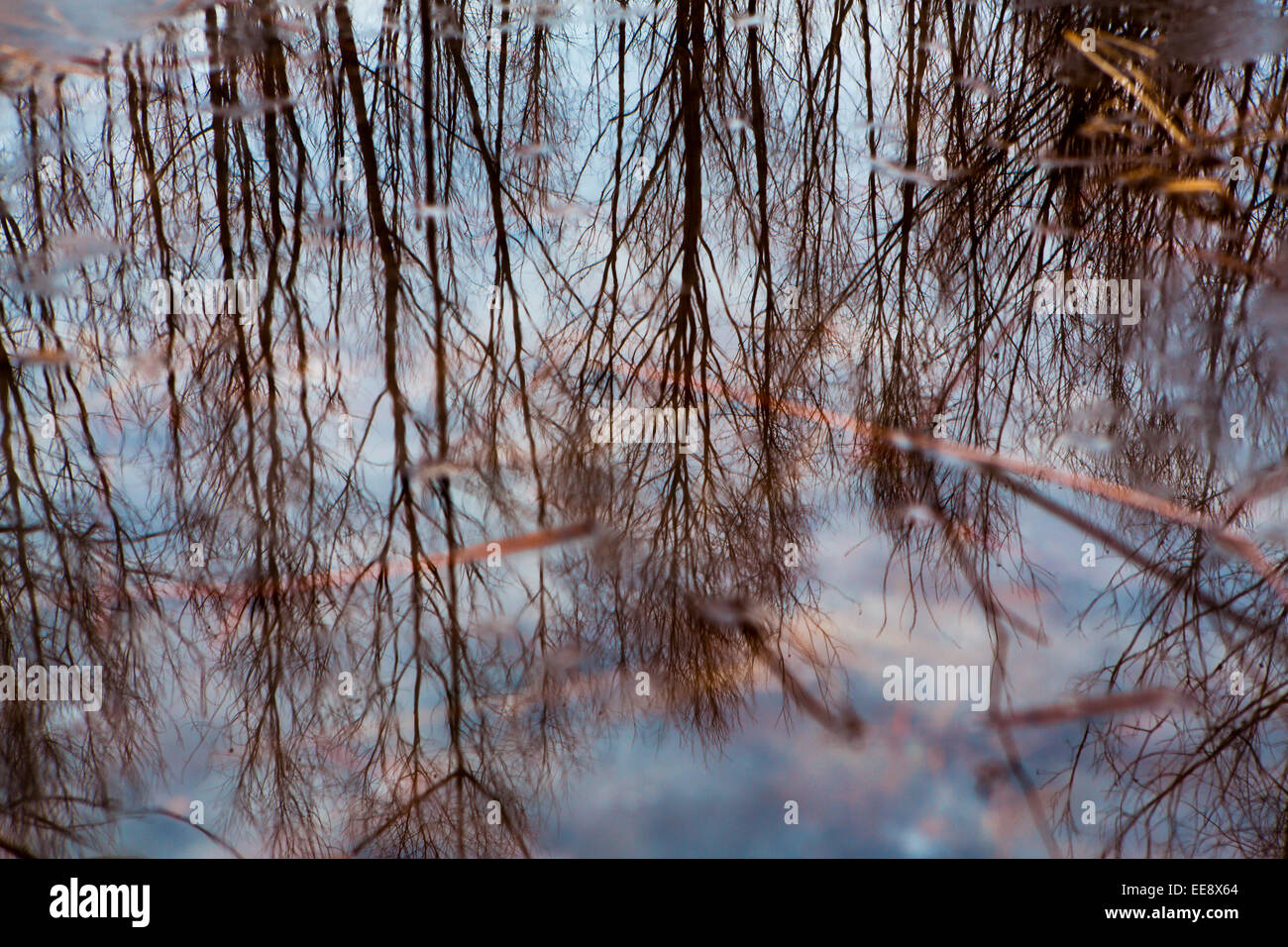 Feuillage coloré flottant dans l'obscurité de l'eau de l'automne avec la réflexion des arbres. Banque D'Images