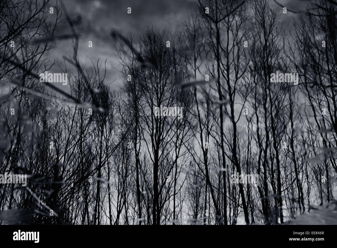 Feuillage coloré flottant dans l'obscurité de l'eau de l'automne avec la réflexion des arbres. Banque D'Images