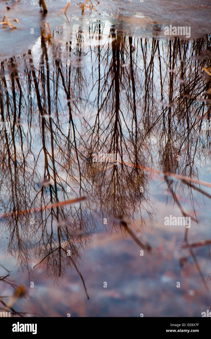 Feuillage coloré flottant dans l'obscurité de l'eau de l'automne avec la réflexion des arbres. Banque D'Images
